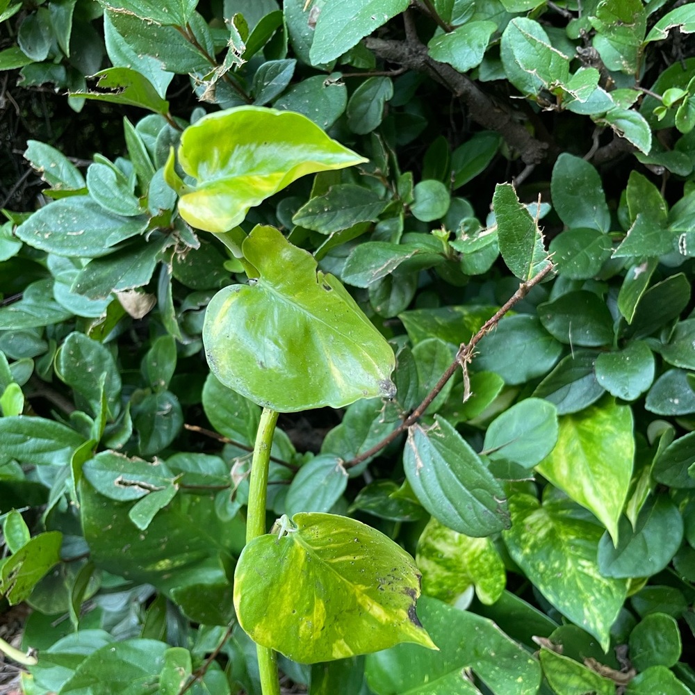Giant Hawaiian variegated golden pothos plant cuttings - Picture 12 of 13